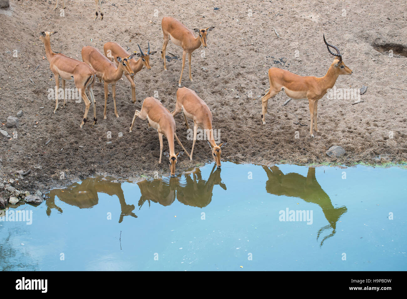 Impalas drinking from a dam with their reflections visible Stock Photo