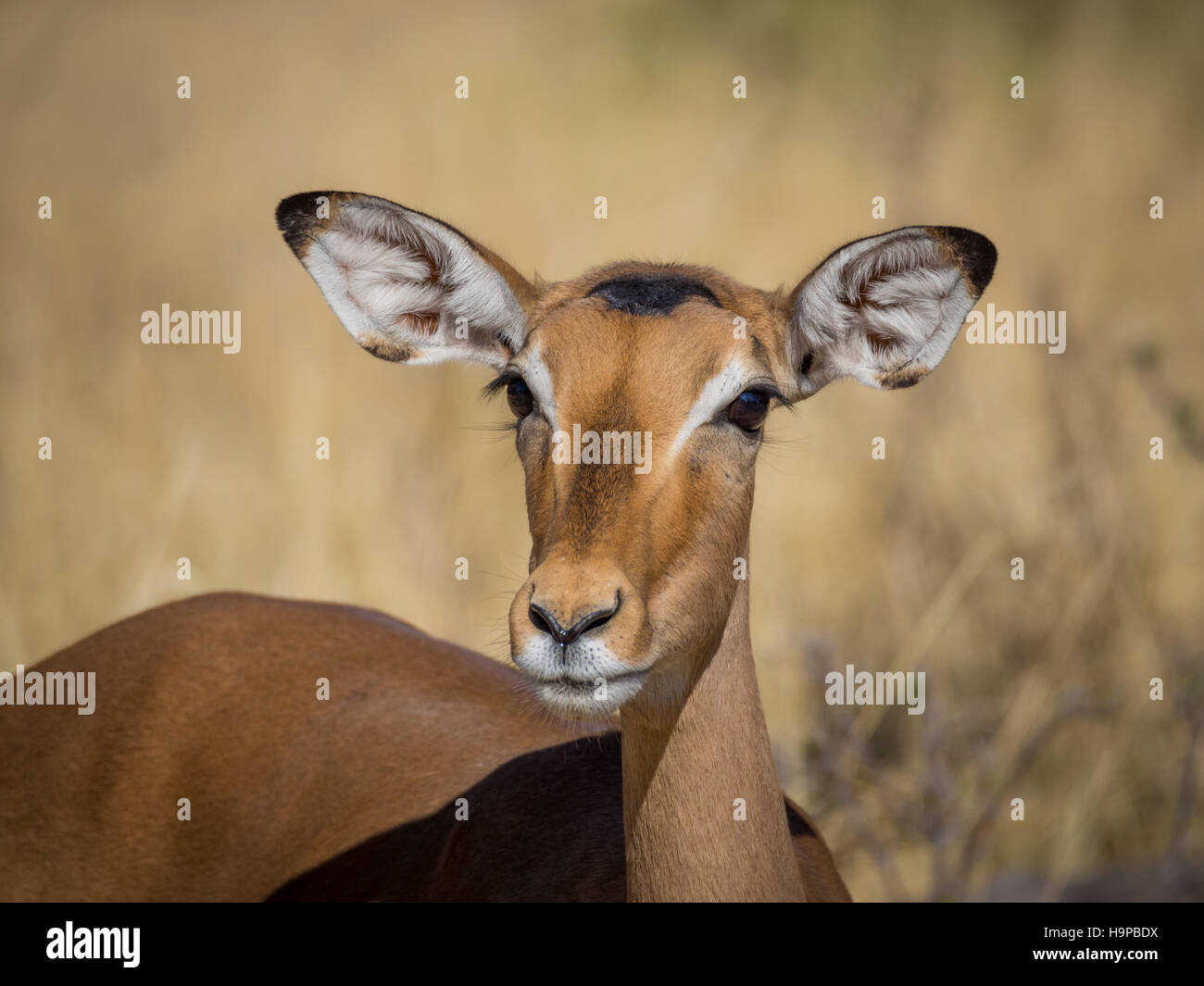 Closeup portrait of beautiful curious impala antelope with big ears and eyes in Moremi National Park, Botswana, Africa Stock Photo
