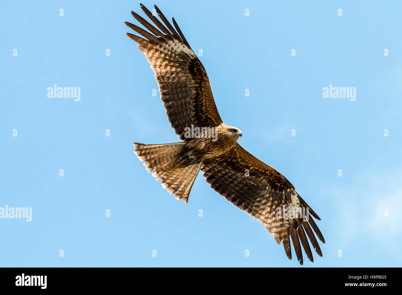 Japan, Akashi. Bird of prey. Black Kite, blackeared kite (Milvus Stock
