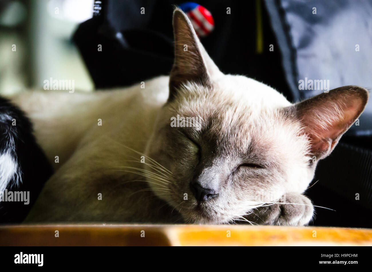 The cat Sleeping on the Wood Table Stock Photo Alamy
