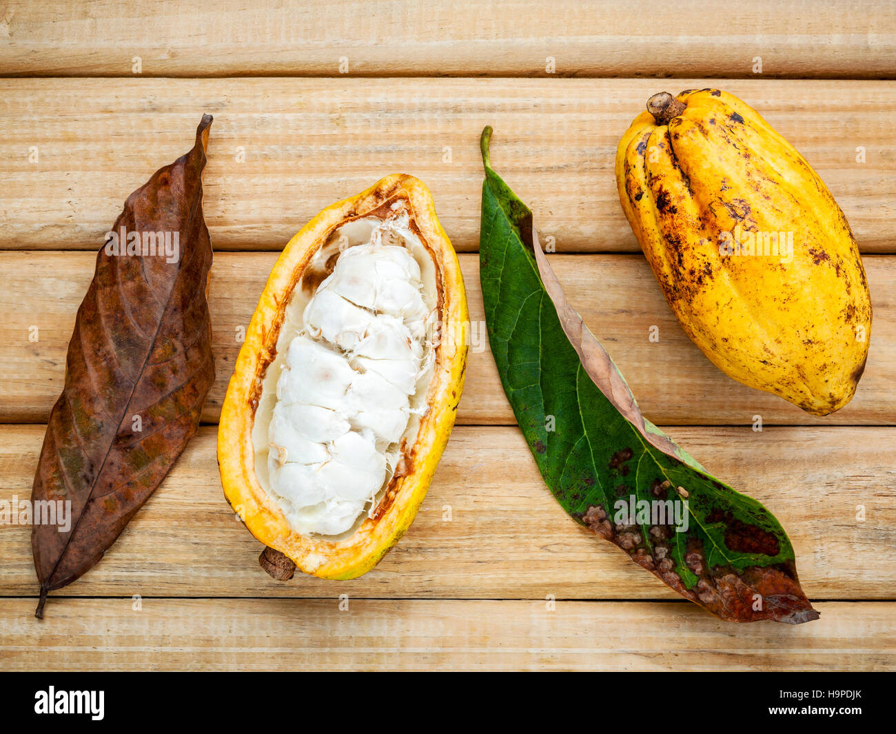 Ripe Indonesia cocoa and cocoa leaves setup on rustic wooden bac Stock Photo