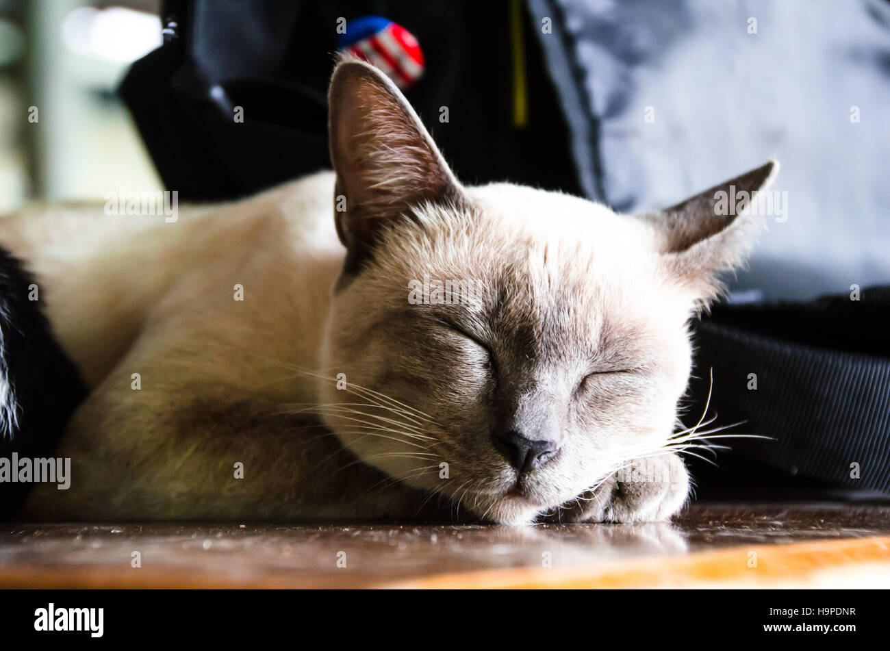 The cat Sleeping on the Wood Table Stock Photo Alamy