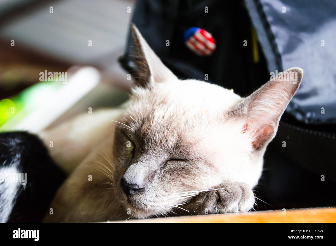 The cat Sleeping on the Wood Table. Stock Photo