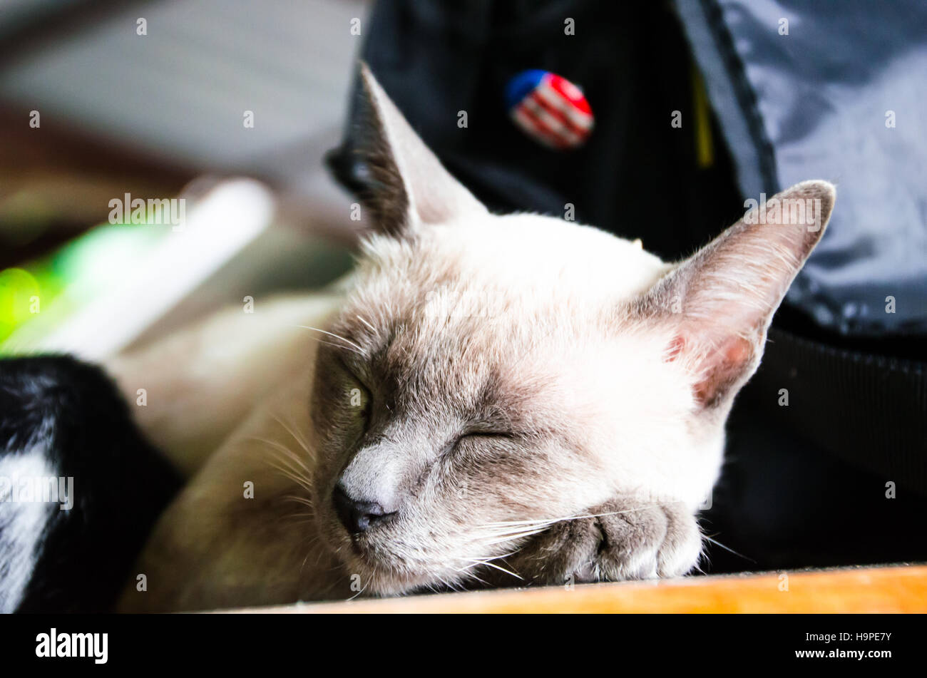 The cat Sleeping on the Wood Table Stock Photo Alamy