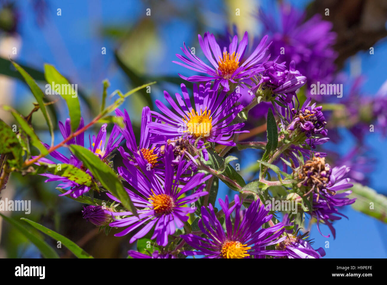 Bright purple New England asters (Symphyotrichum novae-angliae) blooming against the sky, Indiana, United States Stock Photo