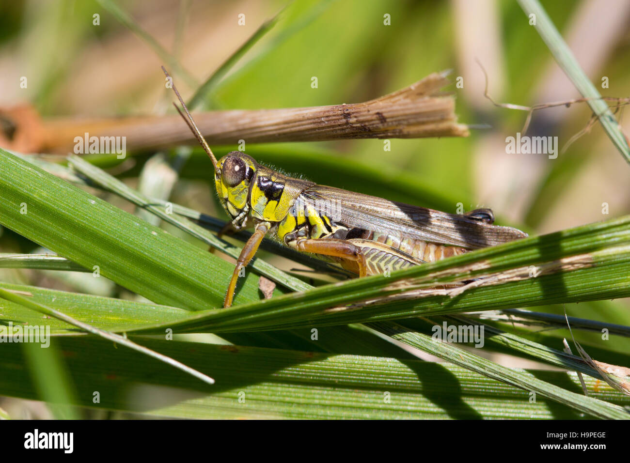 A spur-throated grasshopper (Melanoplinae) sitting on grass, Indiana, United States Stock Photo