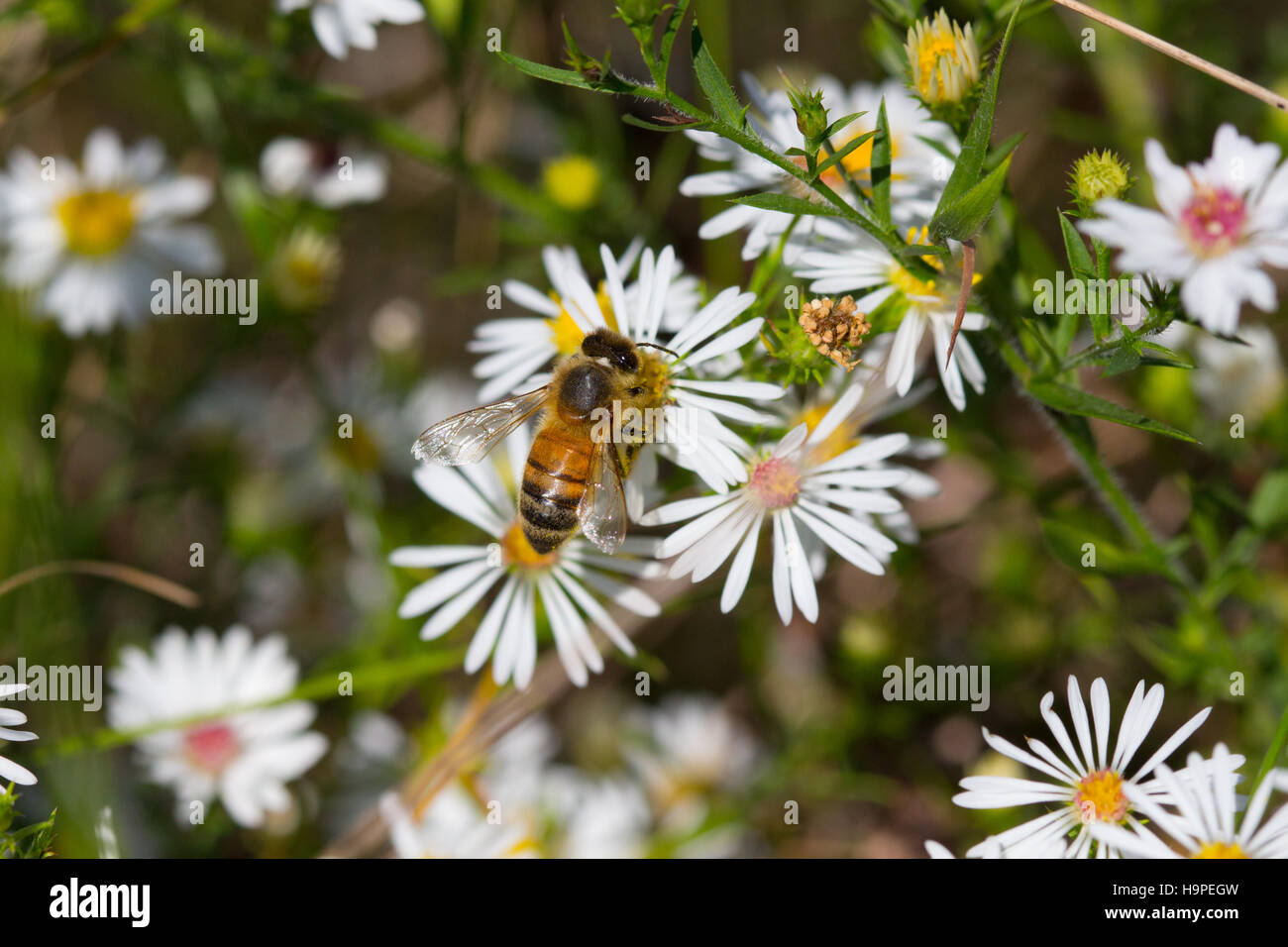 A honey bee worker (Apis mellifera) gathering pollen and nectar from white heath asters (Symphyotrichum ericoides), Indiana, USA Stock Photo