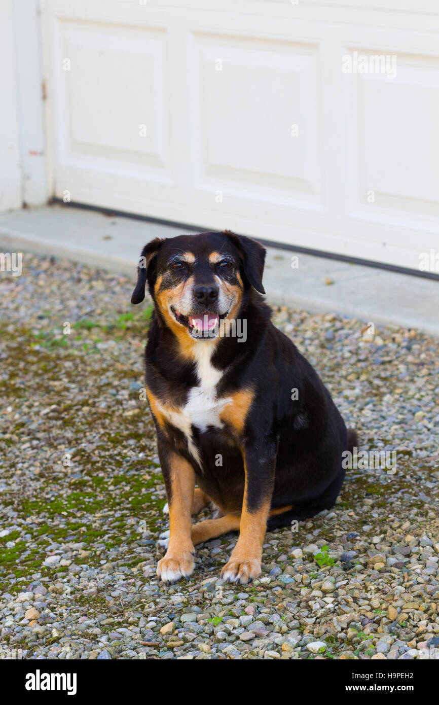 A black and brown dog beagle mix panting outside a garage door Stock Photo