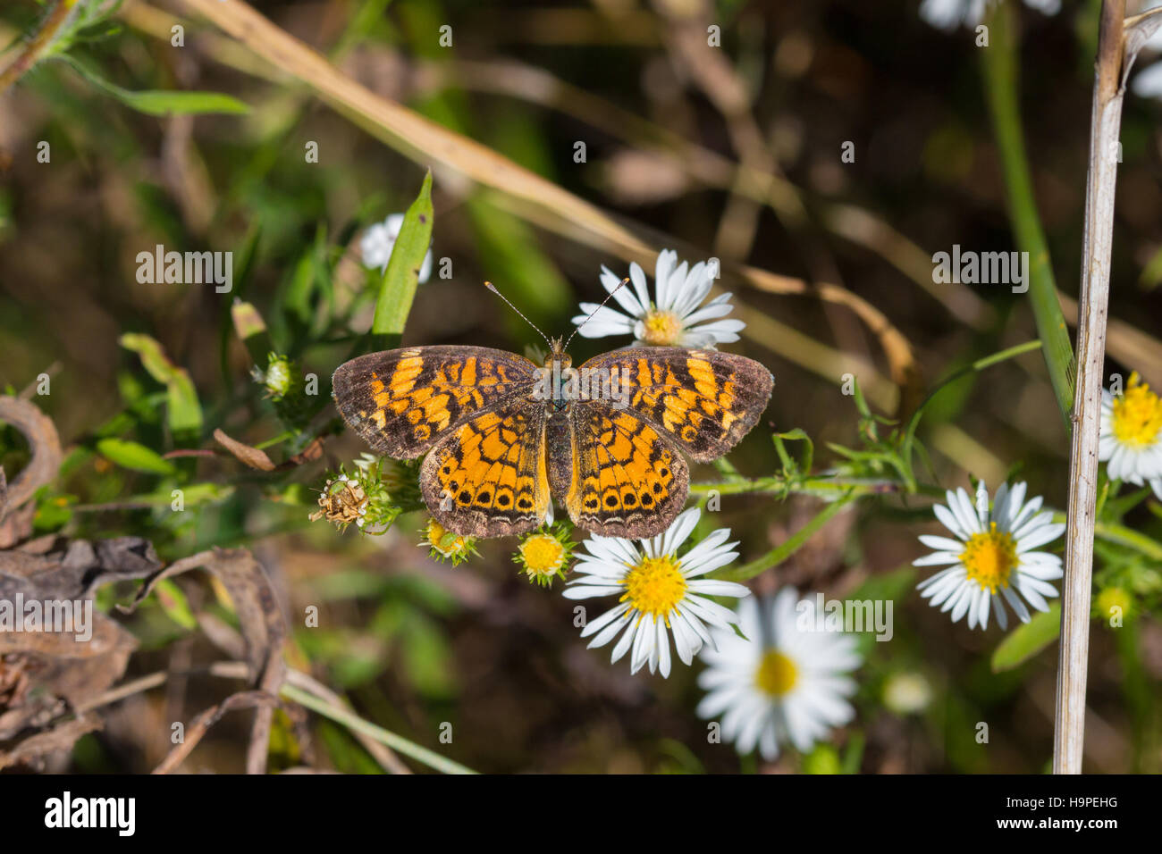 A Pearl Crescent butterfly (Phyciodes tharos) nectaring on white heath aster (Symphyotrichum ericoides), Indiana, United States Stock Photo