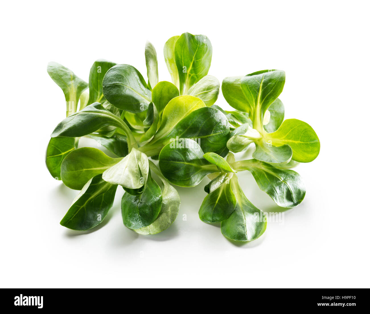 Valerianella lettuce isolated on white close up Stock Photo