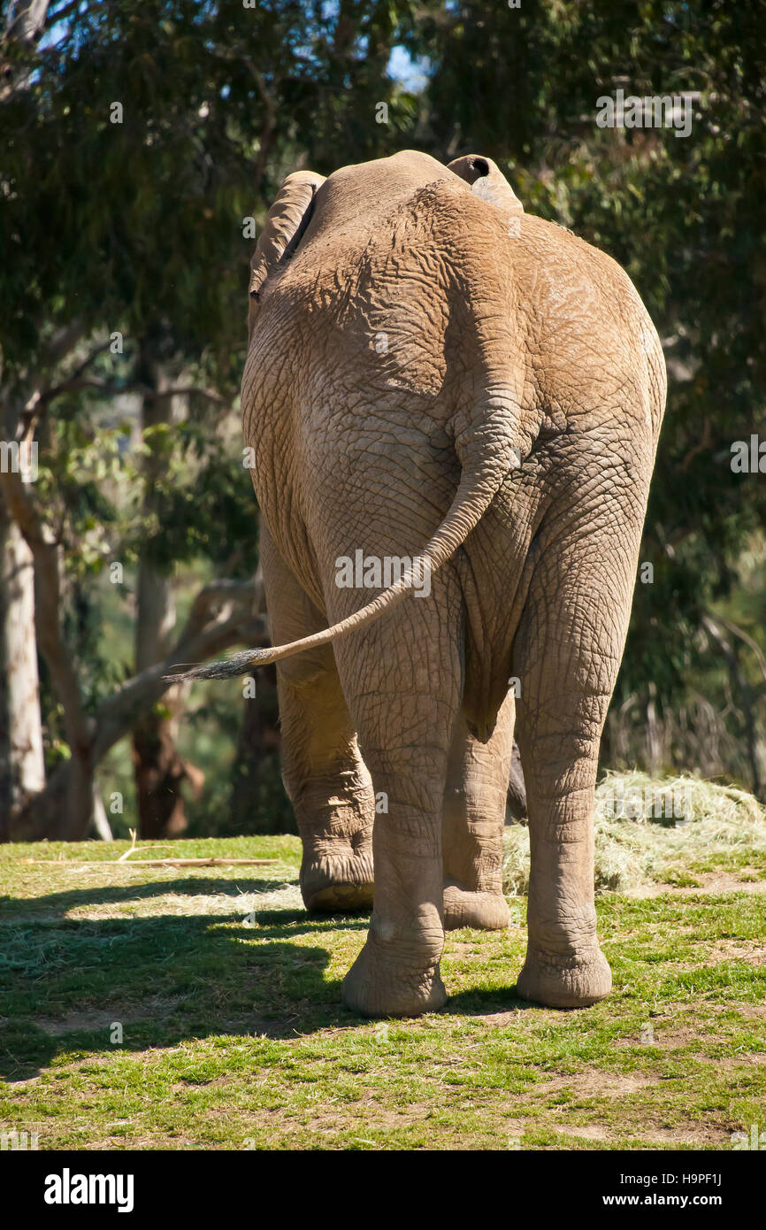 Rear View Of Large Elephant With Swinging Tail Stock Photo Alamy