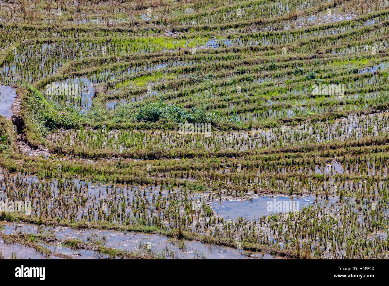 Rice terraces, Lao Chai, Sapa, Vietnam, Asia Stock Photo