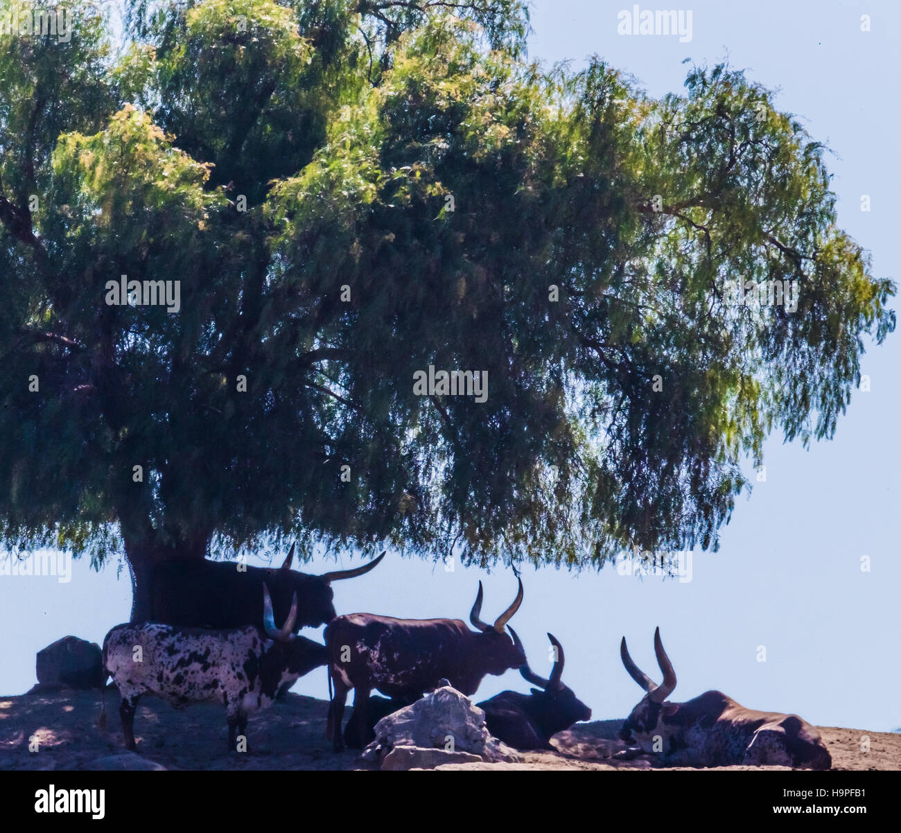 african cattle under tree at san diego safari park Stock Photo