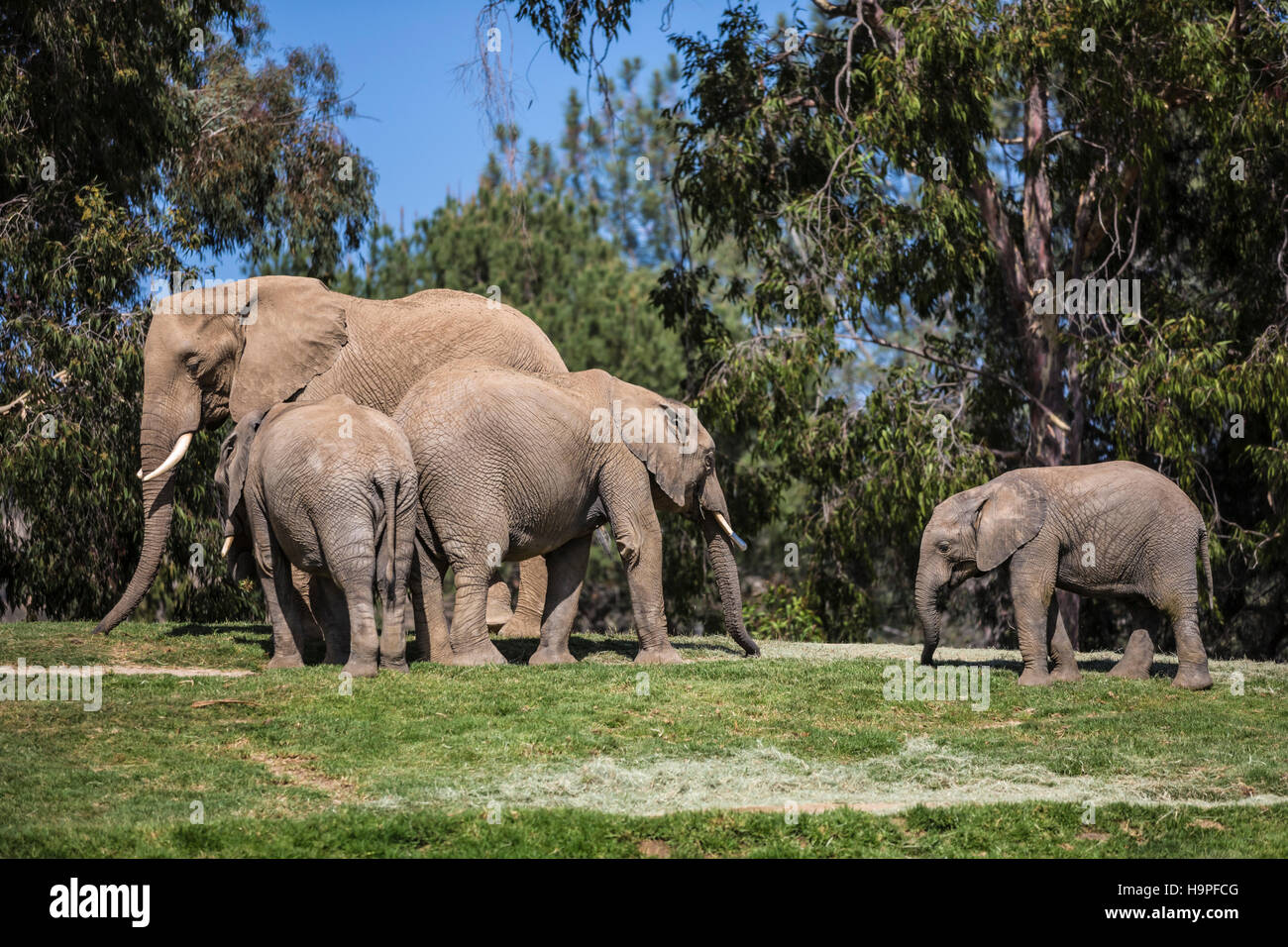 elephants on grassy hilltop at san diego zoo safari park Stock Photo