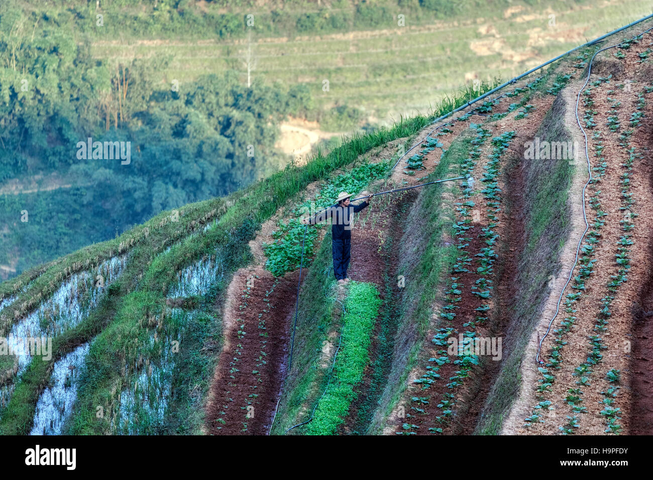 Rice terraces, Lao Chai, Sapa, Vietnam, Asia Stock Photo