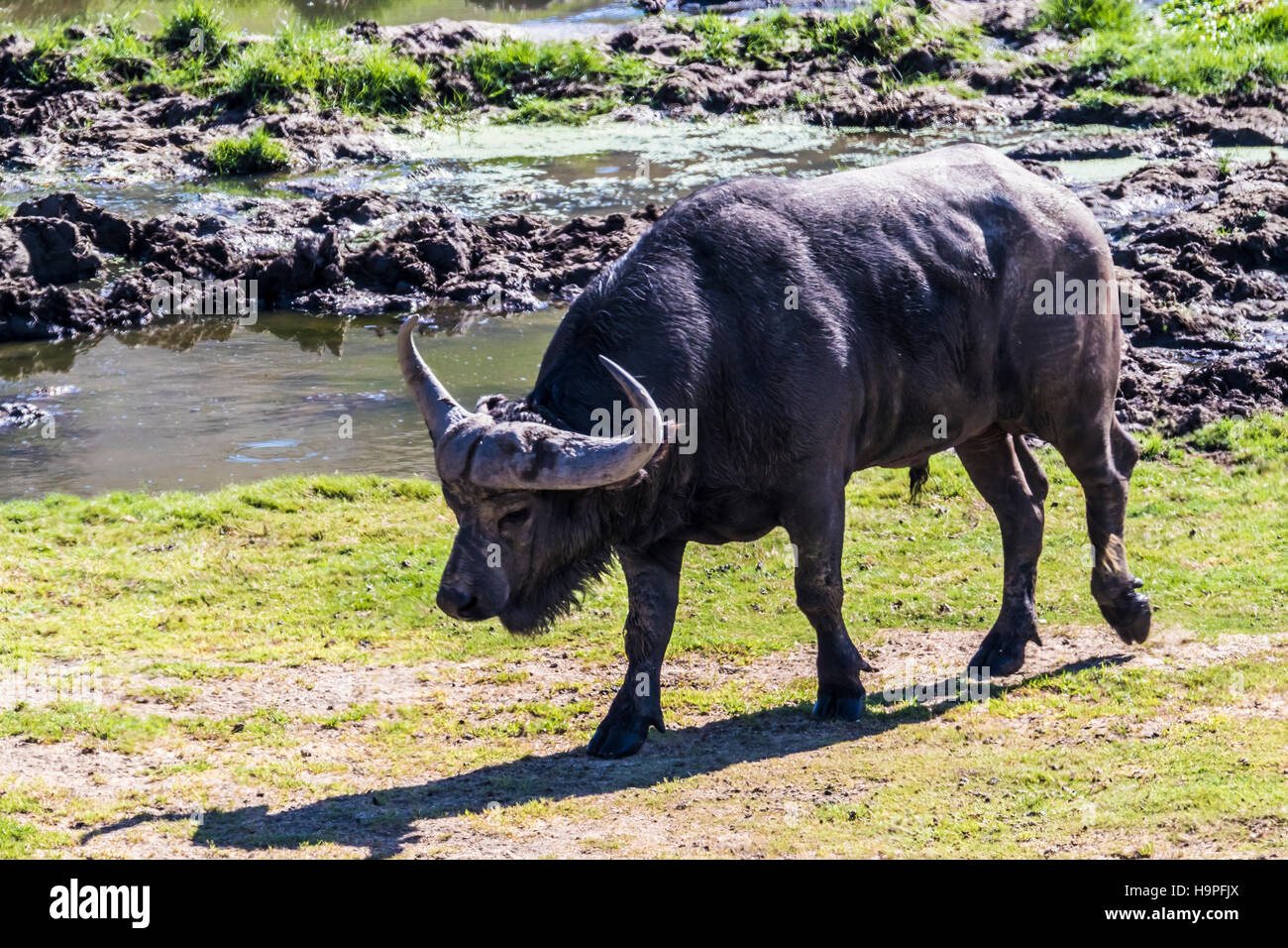 water buffalo, san diego zoo safari park Stock Photo Alamy