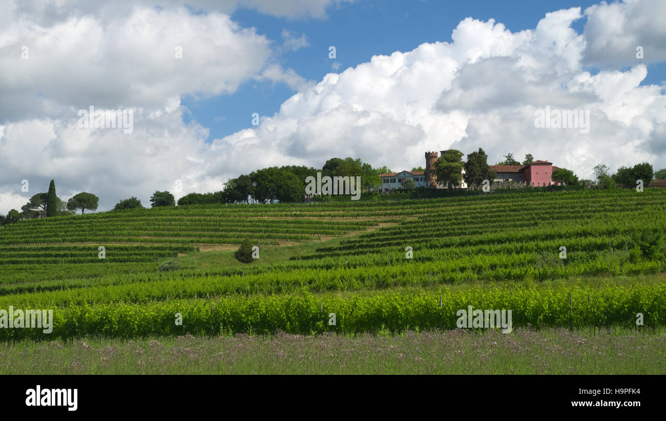 Wineyards near the castle of Buttrio, Friuli, Italy Stock Photo
