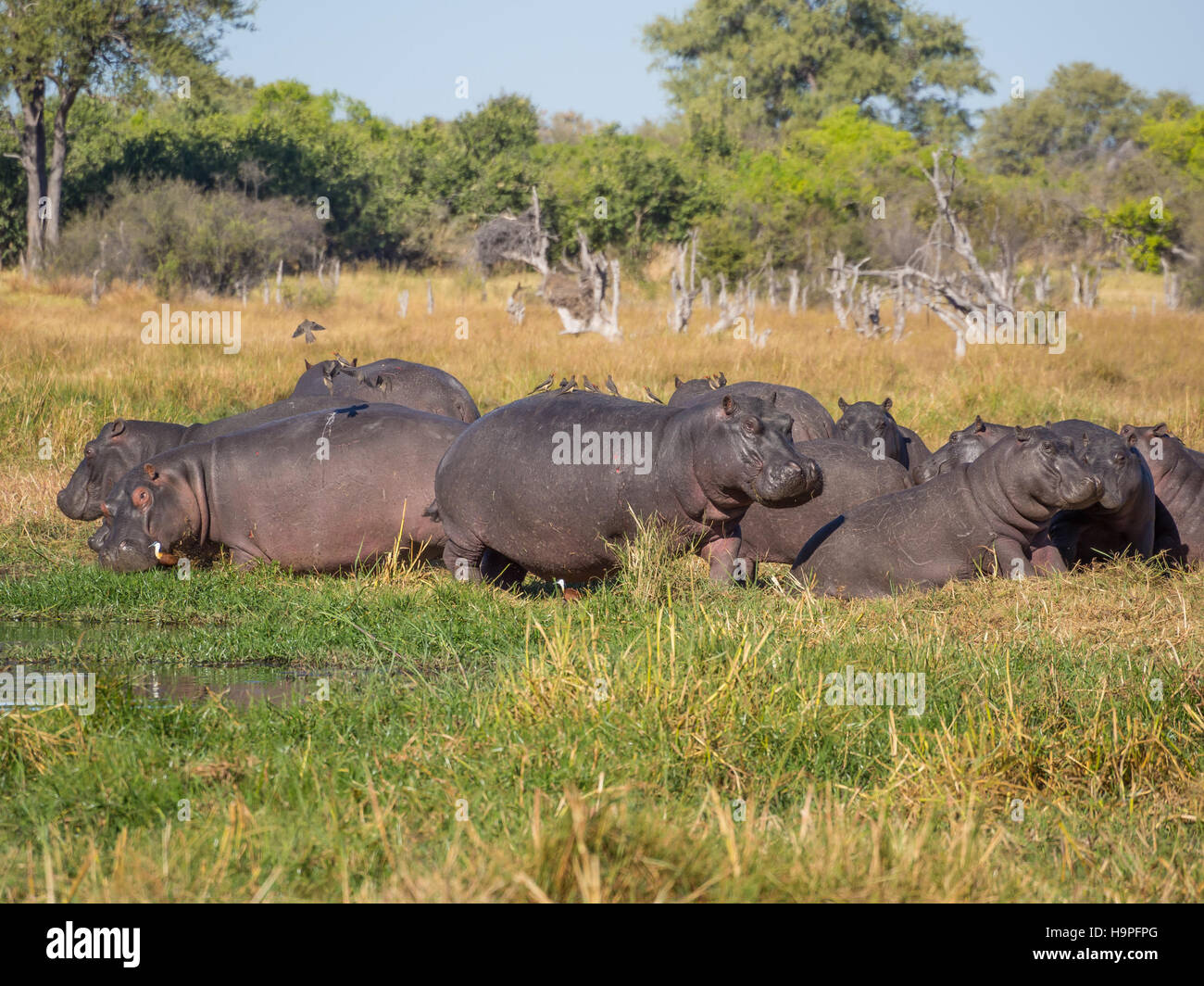 Group or family of hippos laying and grazing on grass close to river,Safari in Moremi NP, Botswana, Africa Stock Photo