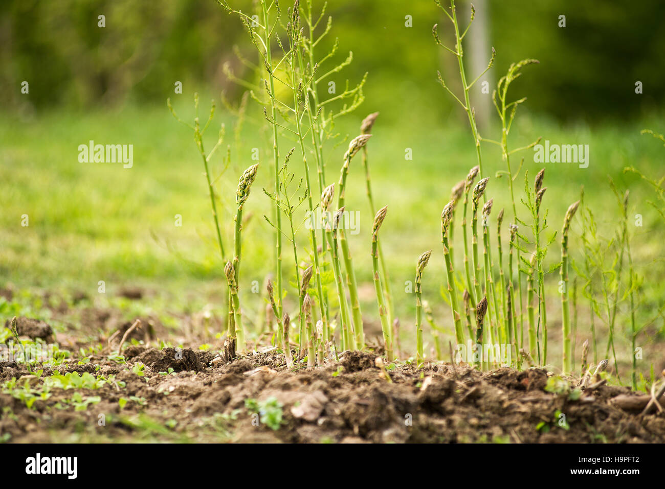 Asparagus Growing High Resolution Stock Photography and Images Alamy