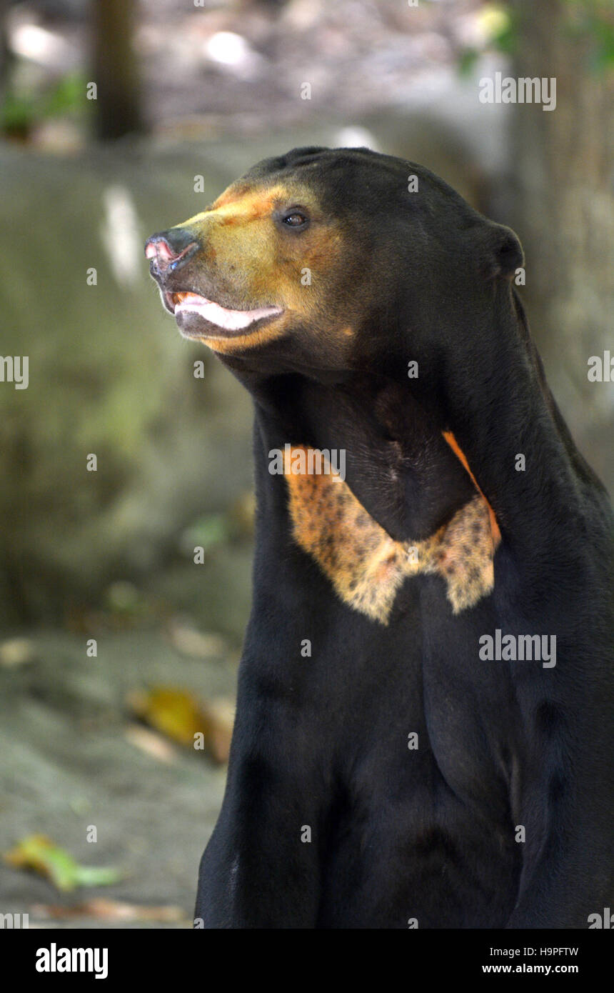 Bear Of Malaysia High Resolution Stock Photography and Images - Alamy