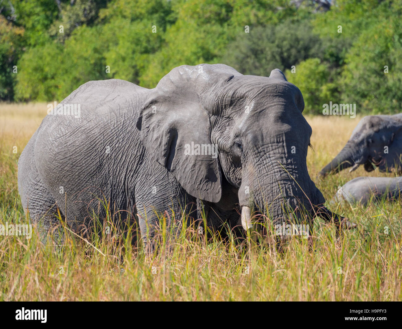 Large African elephant bull grazing in tall river grass with trees in background, safari in Botswana Stock Photo