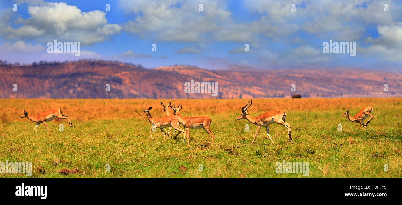 Herd of Impala running across the lush plains in Matusadona National ...