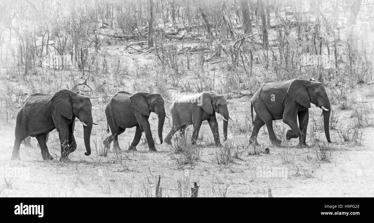 Small Family group of elephants walking across the African Savannah in Hwange National Park Stock Photo