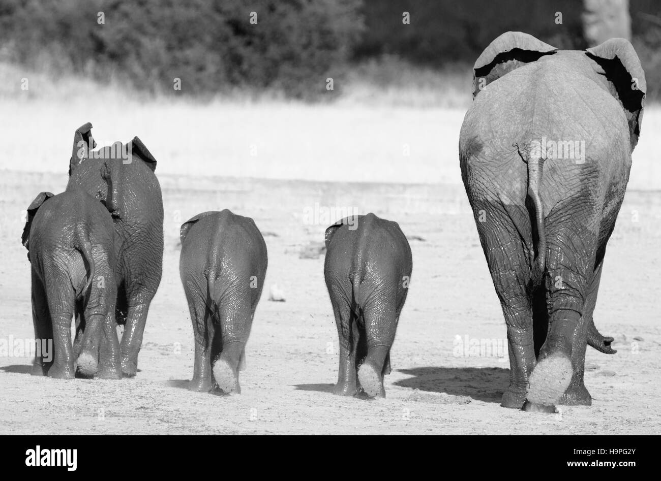 four elephants walking away from camera in Hwange National Park Stock Photo