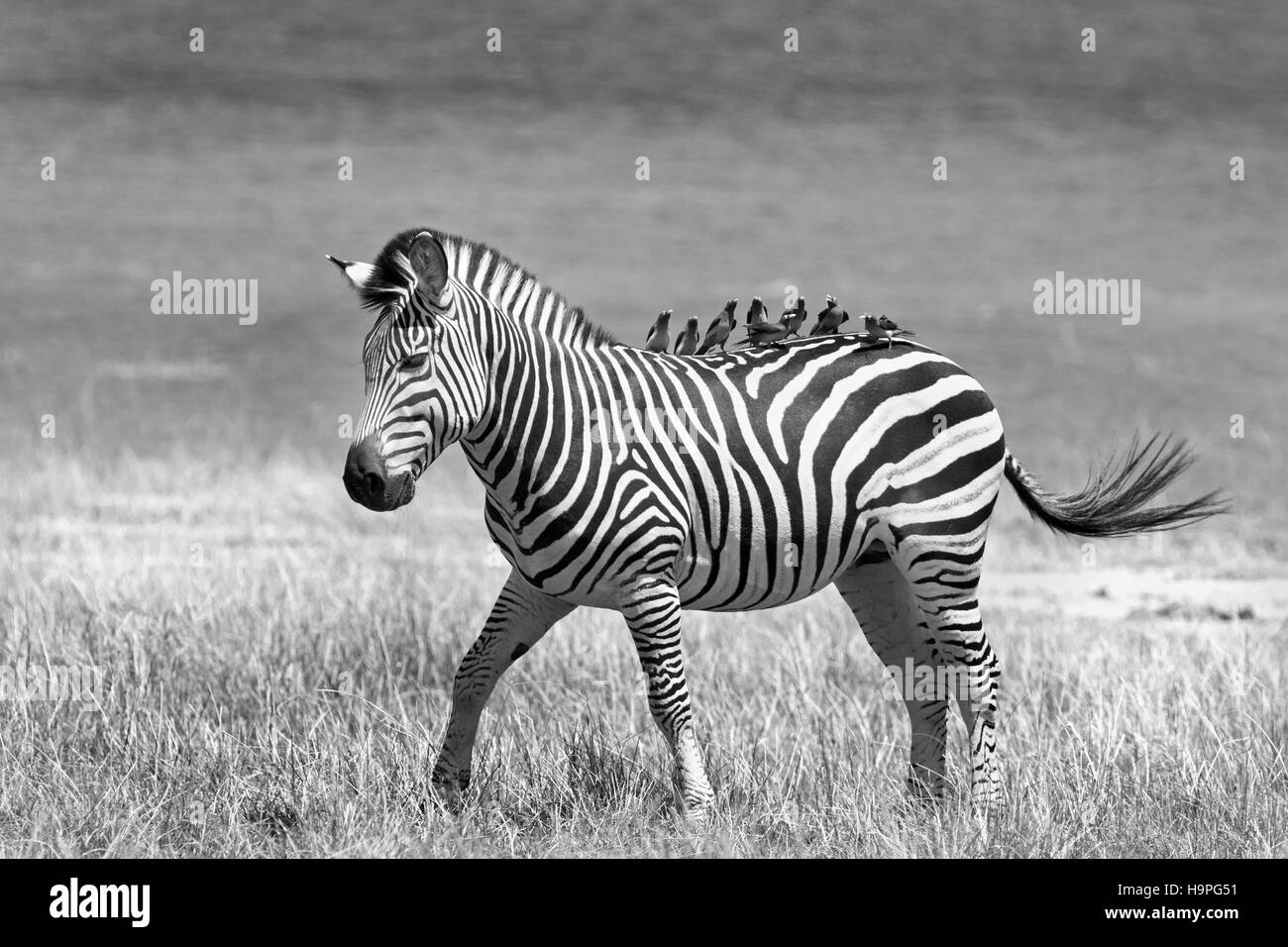 Zebra on the open plains in Lake Kariba with many oxpeckers on its back, Zimbabwe Stock Photo