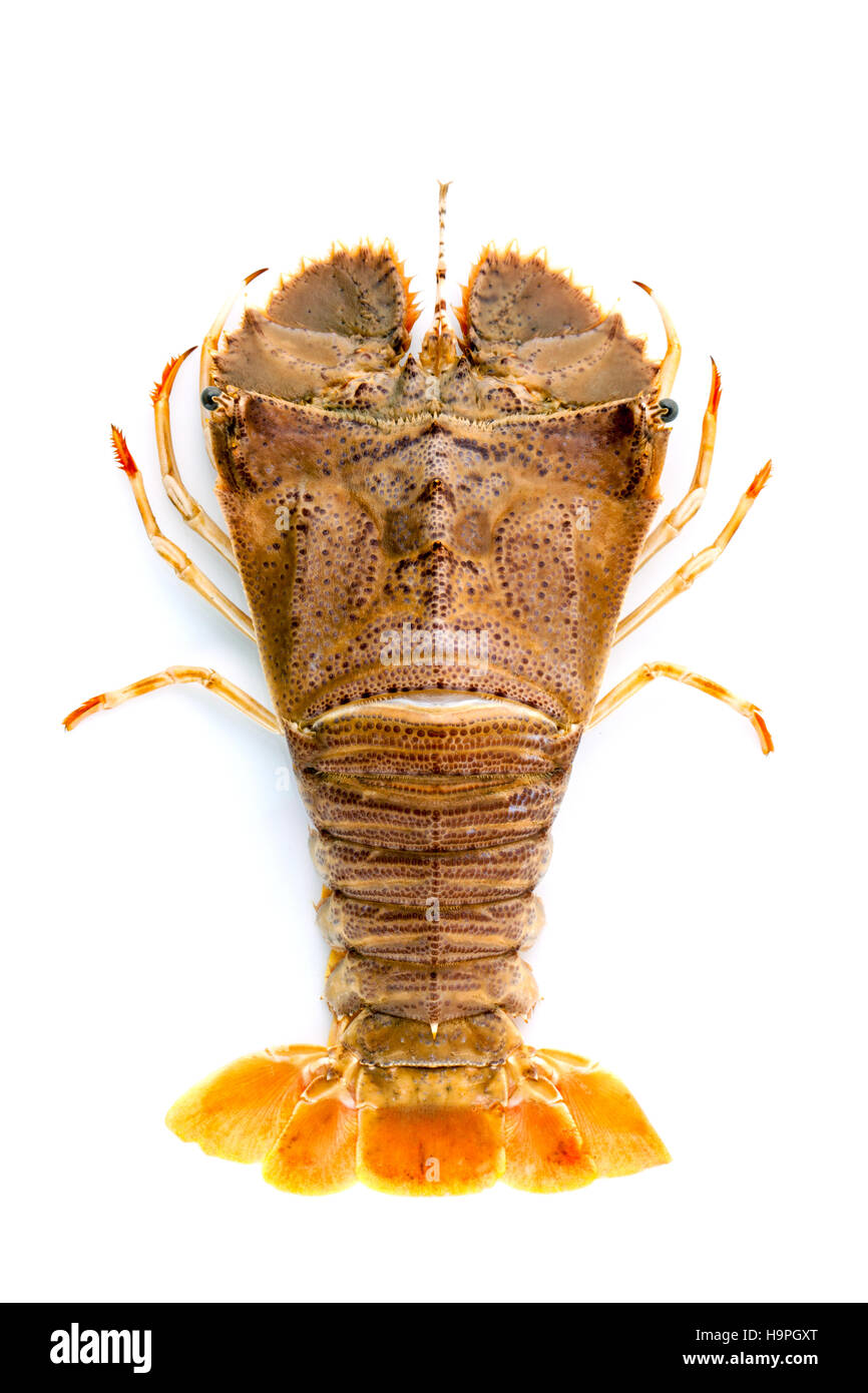 Flathead lobster, Lobster Moreton Bay bug, Oriental flathead lob Stock Photo Alamy