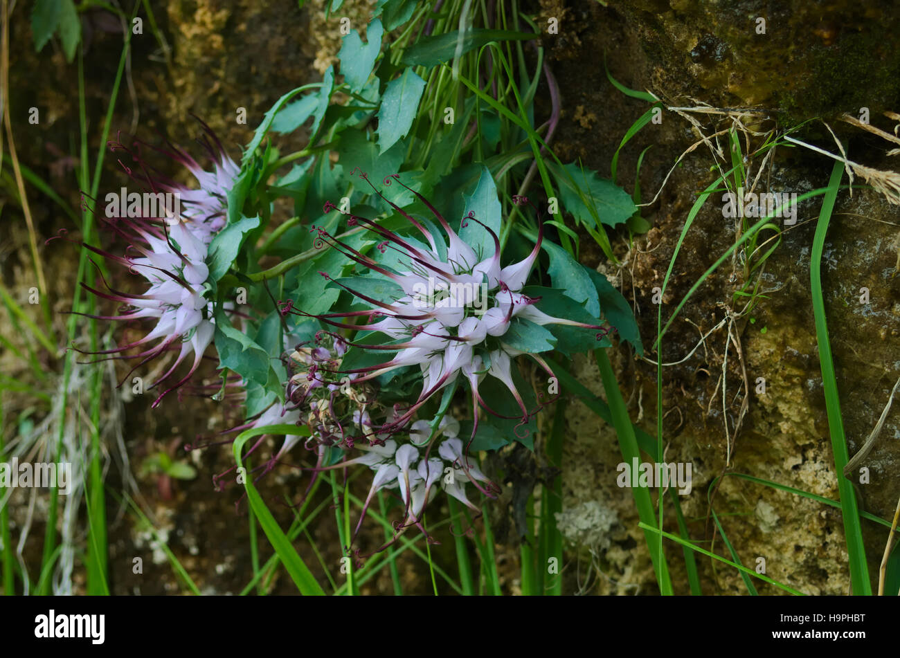 Devil's Claw (Physoplexis comosa) alpine plant flowering Stock Photo