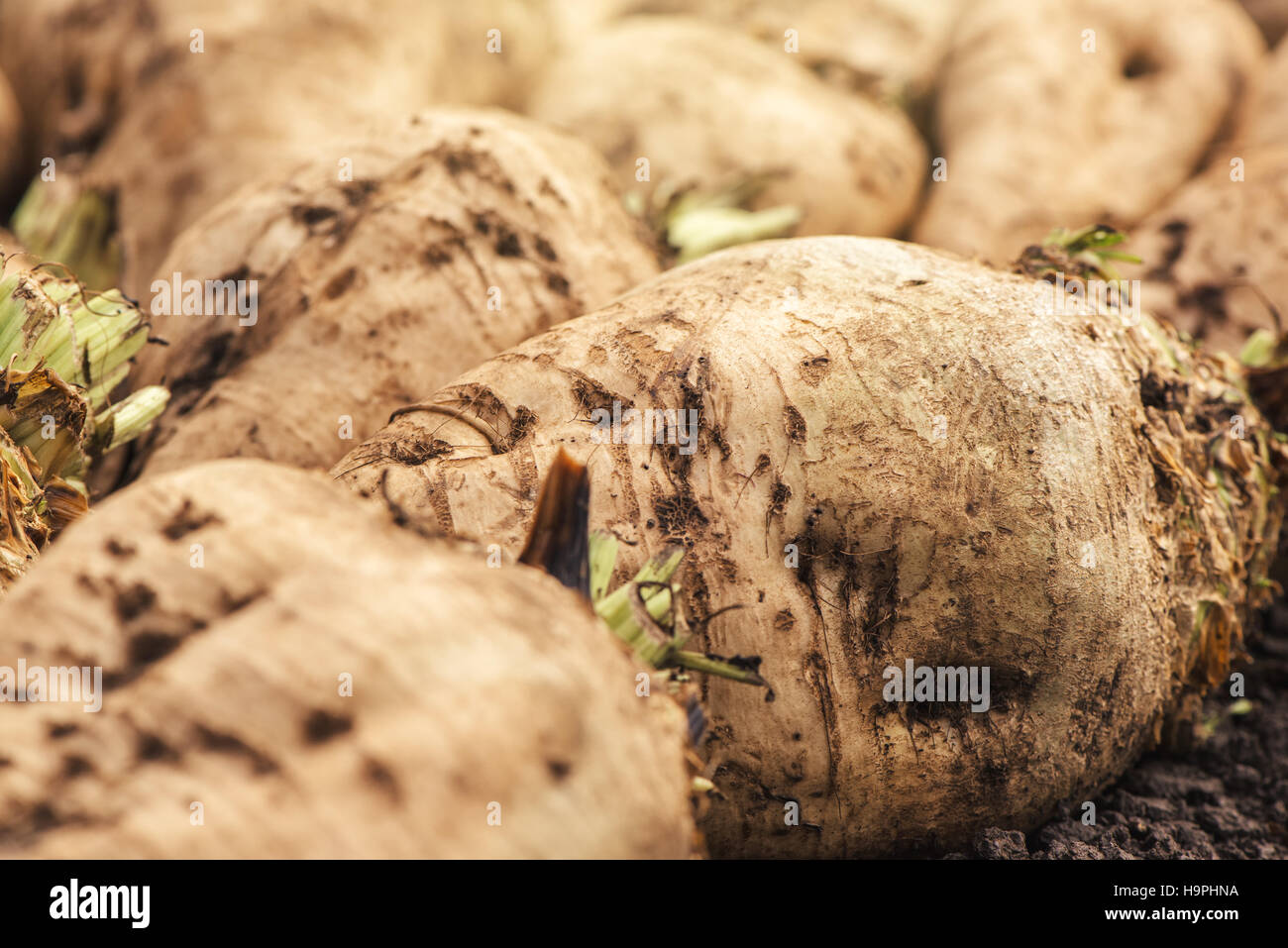 Harvested sugar beet crop root pile Stock Photo