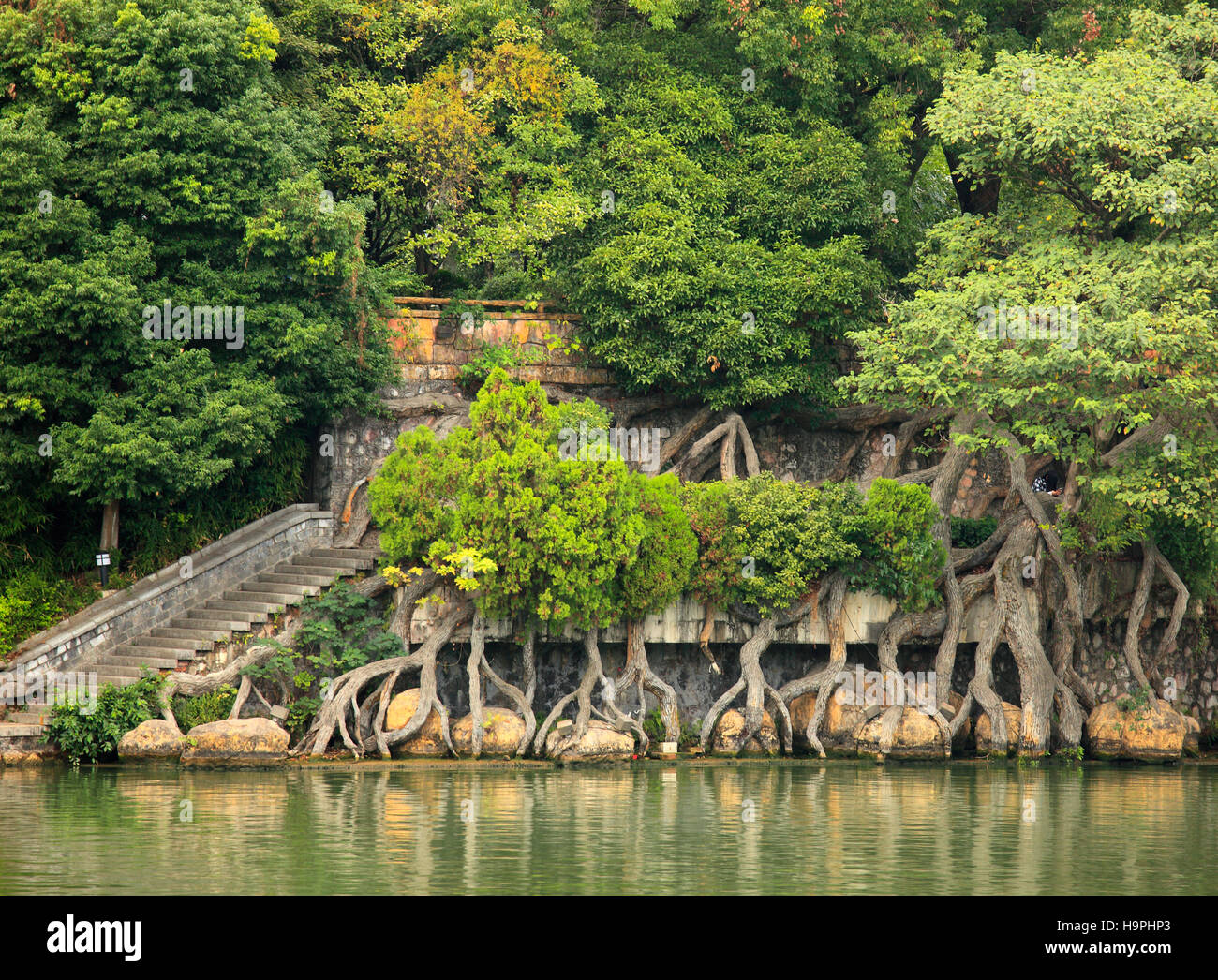China, Guangxi, Guilin, Gui Lake, trees, roots Stock Photo - Alamy