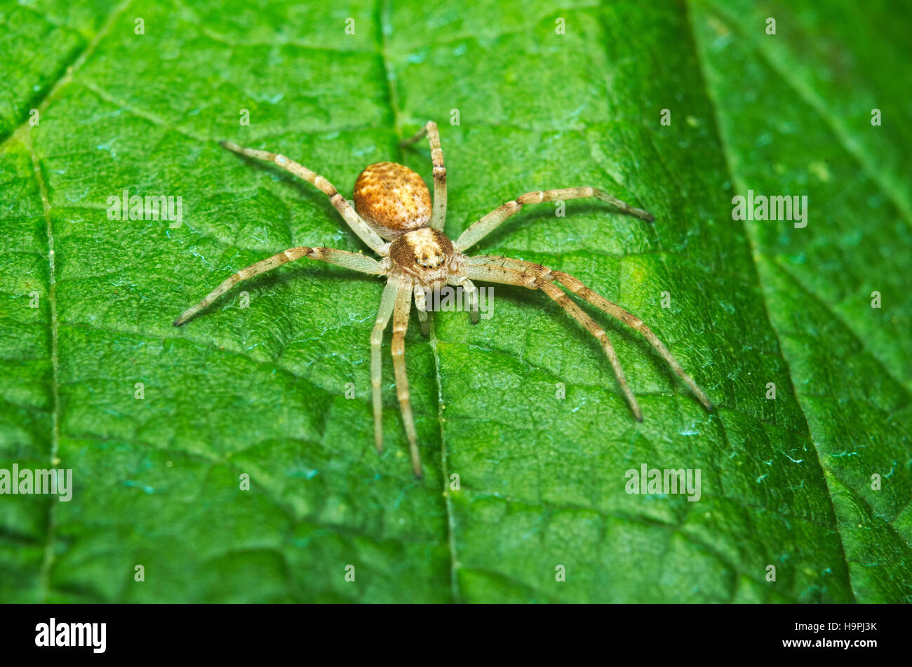Spider hunting on a leaf Stock Photo