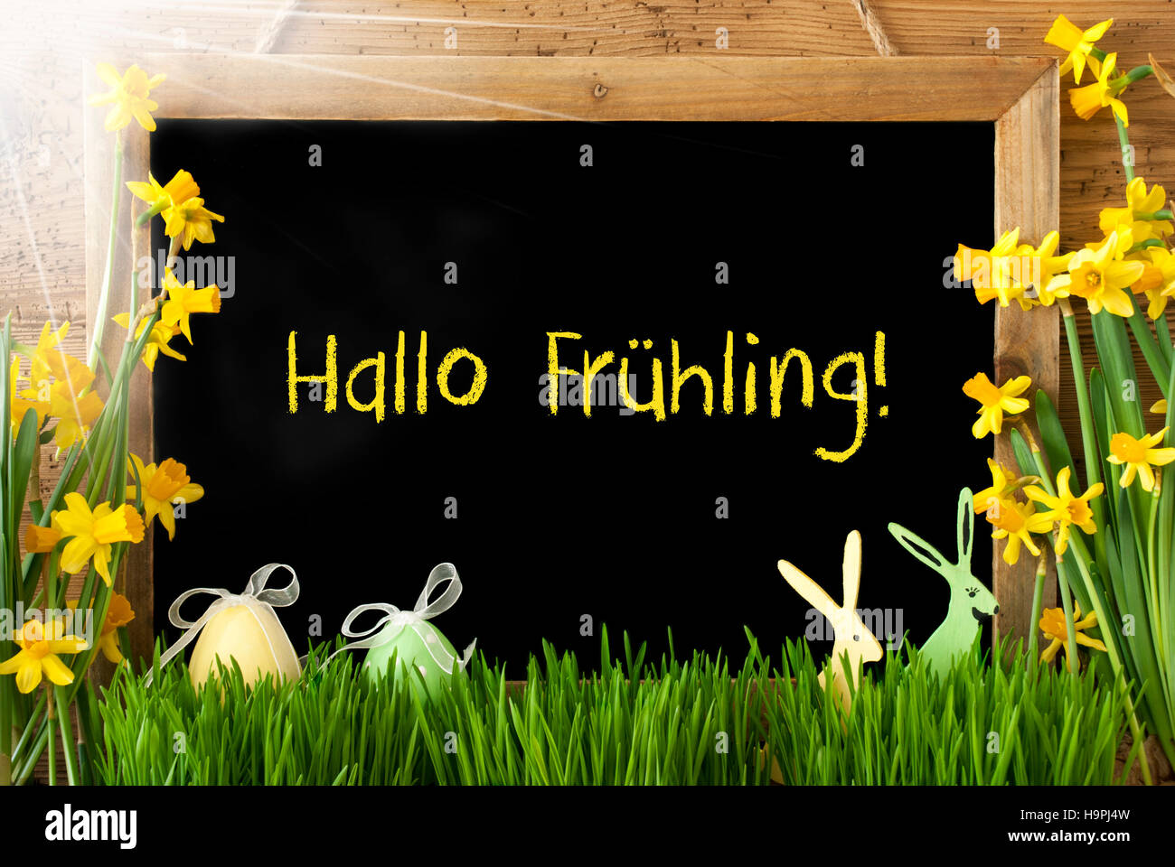 Sunny Narcissus, Easter Egg, Bunny, Hallo Fruehling Means Hello Spring Stock Photo