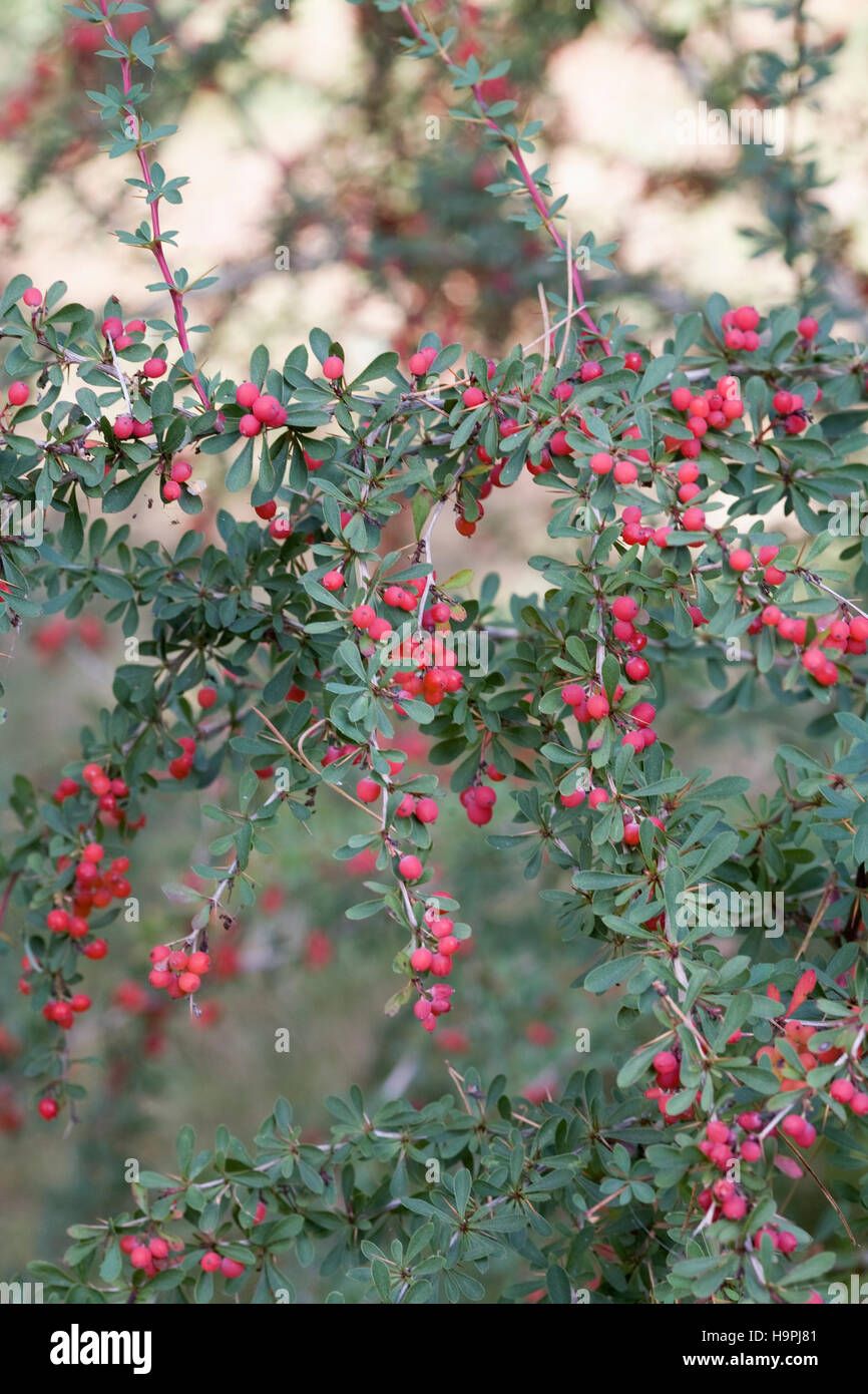 Berberis berries in Autumn. Stock Photo