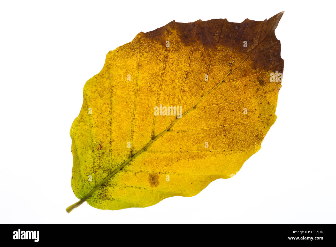 Leaf turning brown in autumn Stock Photo