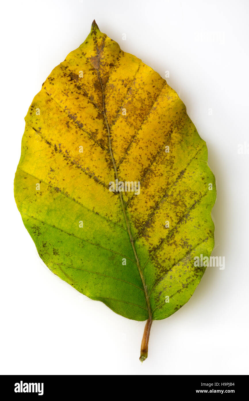 Leaf turning brown in autumn Stock Photo