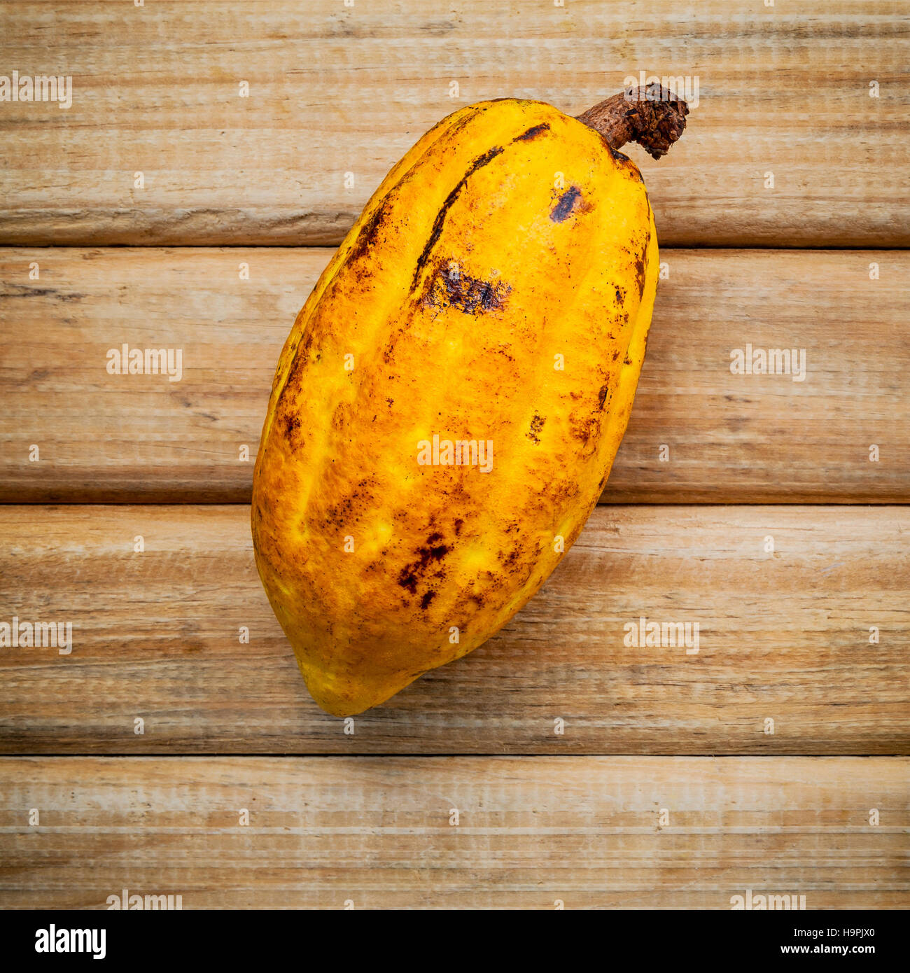Ripe Indonesia's cocoa  setup on rustic wooden background. Stock Photo