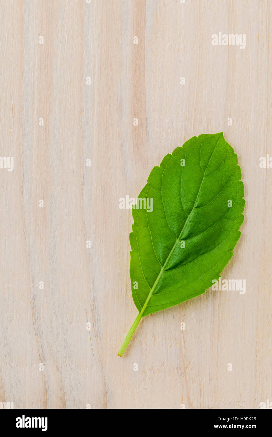 Alternative medicine fresh holy basil leaves on wooden backgroun Stock