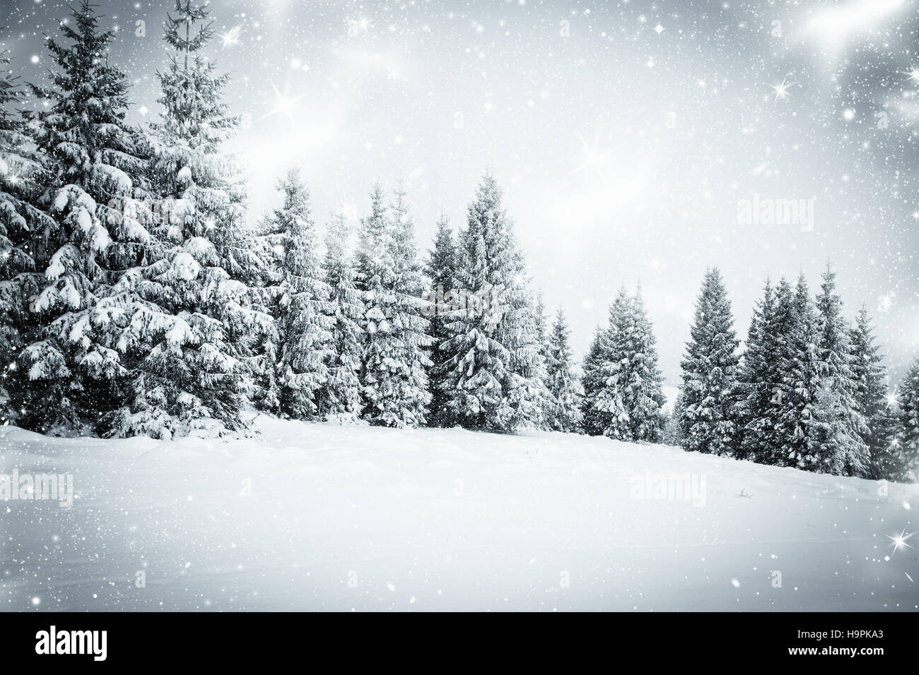 Christmas background with snowy fir trees Stock Photo - Alamy