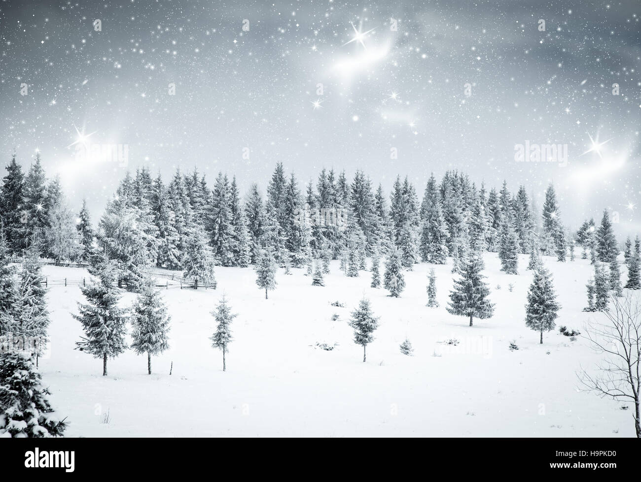 Christmas background with snowy fir trees Stock Photo
