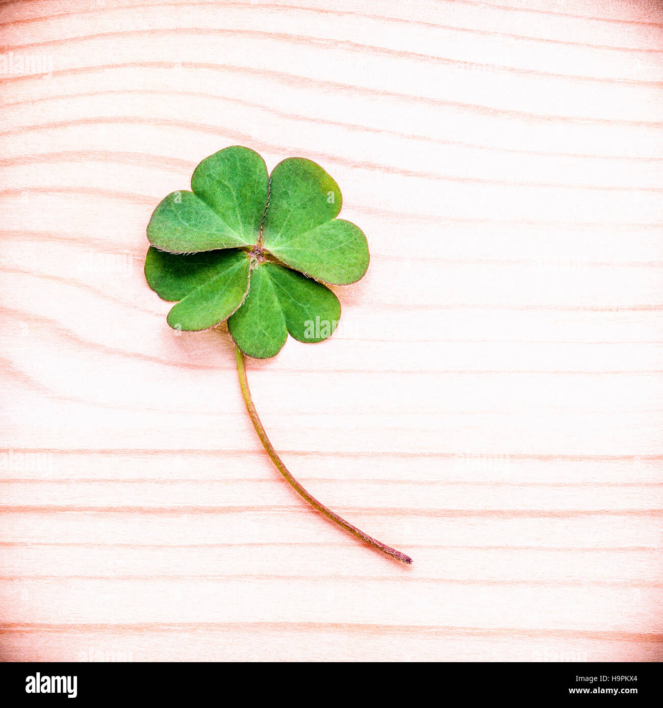 Clovers leaves on Stone .The symbolic of Four Leaf Clover the fi Stock Photo