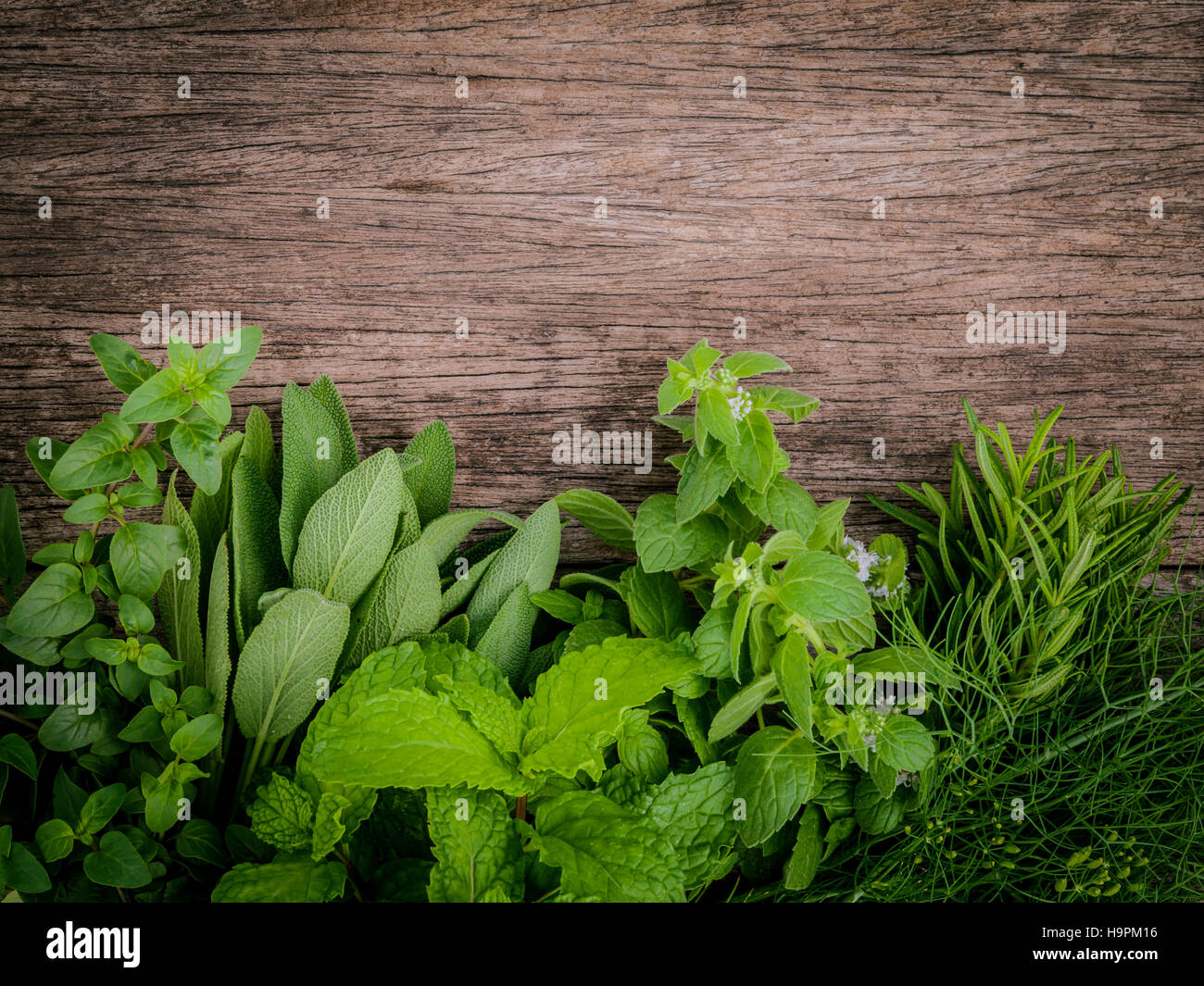 Various aromatic herbs and spices from garden  green mint ,fenne Stock Photo