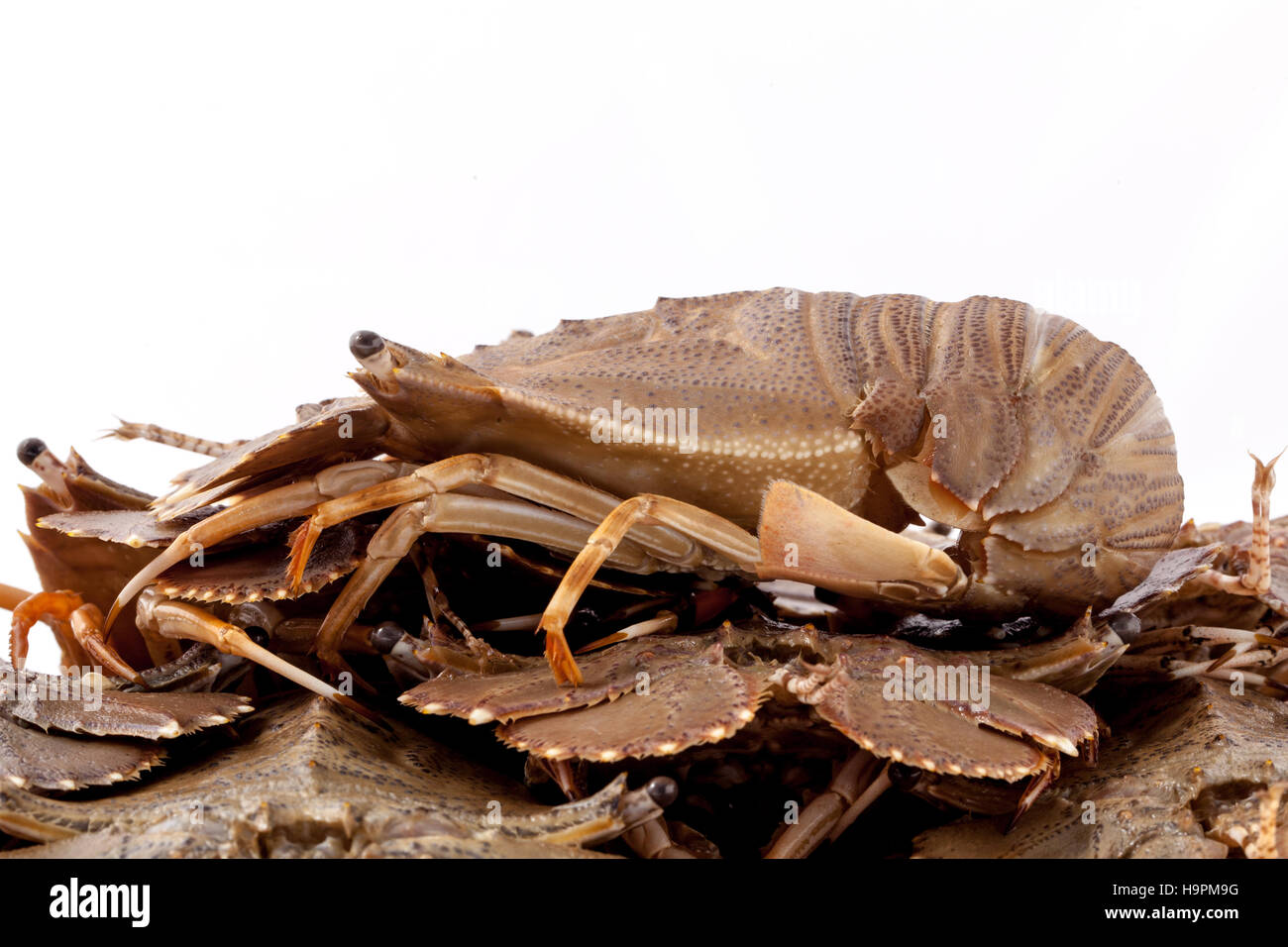 Flathead lobster, Lobster Moreton Bay bug, Oriental flathead lob Stock Photo Alamy