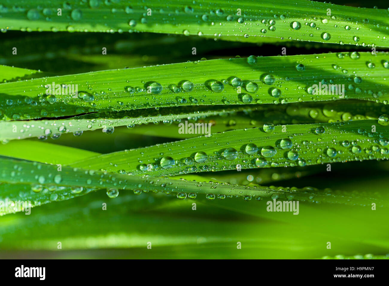A beautiful green leaf background with water drop Stock Photo - Alamy