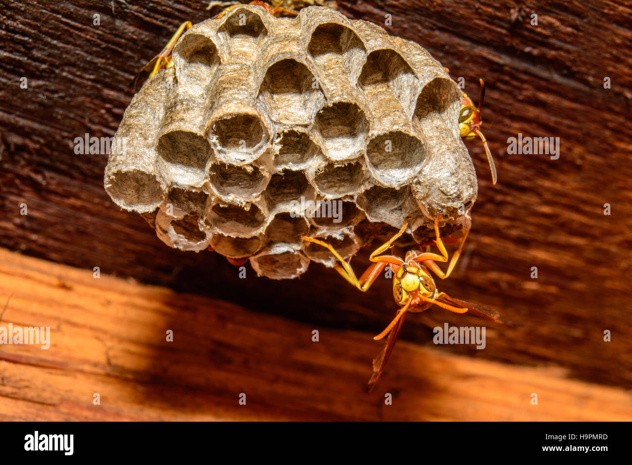 Paper Wasp (Polistes species) Nest with wasp guarding and ready to sting Stock Photo