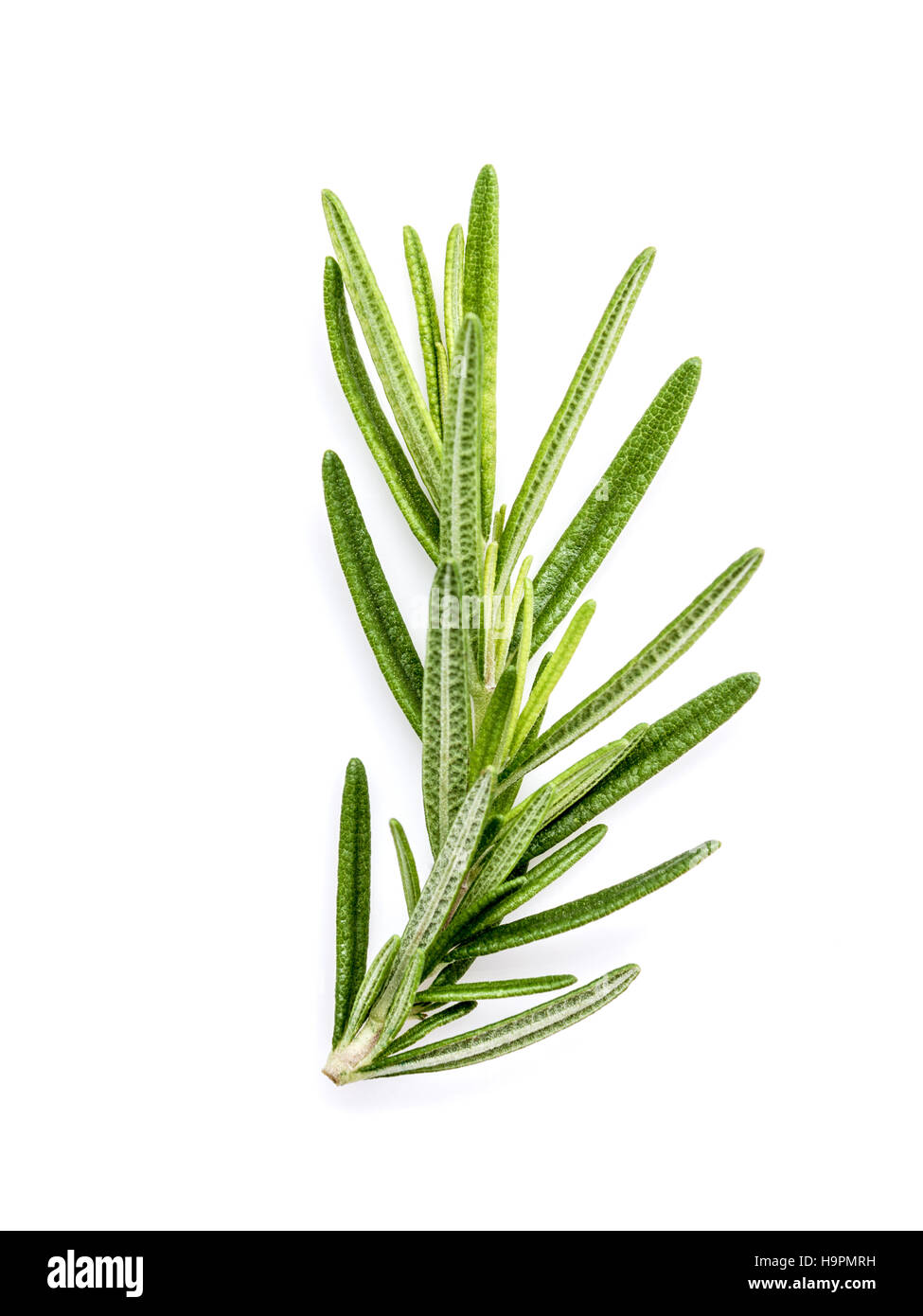 Branch of fresh rosemary  isolated on white background. Stock Photo