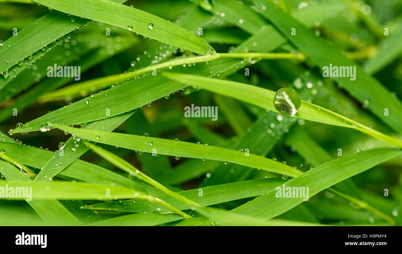 A beautiful green leaf background with water drop Stock Photo - Alamy