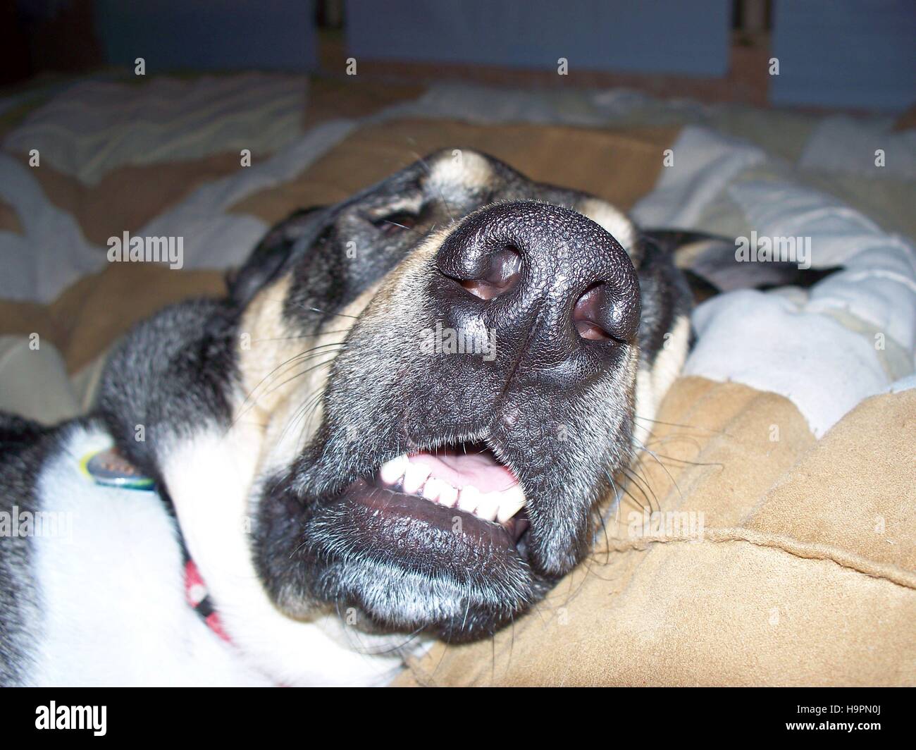 Snoring Dog Close Up Stock Photo